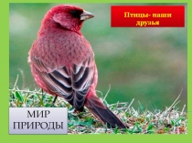Презентация по окружающему миру на тему Мир природы