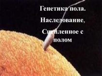 Презентация к уроку генетика пола