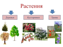 Презентация по окружающему миру на тему  Зелёная аптека. 2 класс УМК Гармония