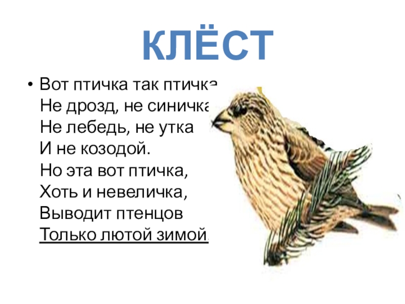 Интегрированный урок русского языка (литература, музыка, окружающий мир) во 2-3 классе на тему: Правописание слов с непроизносимыми согласными. Заглавная буква в географических названиях. Зима в природе, музыке и литературе Вот птичка так птичка, Не дрозд, не синичка, Не лебедь, не Вот птичка так птичка, Не дрозд, не синичка, Не лебедь, не утка И не