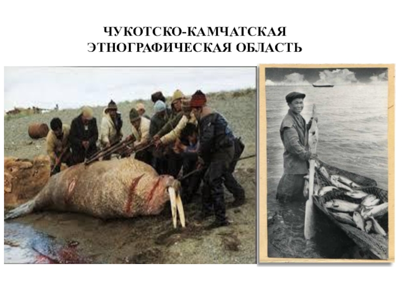 Презентация ТЕМА ИСТОРИКО-КУЛЬТУРНАЯ ХАРАКТЕРИСТИКА ДАЛЬНЕГО ВОСТОКА РОССИИ И ПОСЛЕДСТВИЯ РУССКОЙ КОЛОНИЗАЦИИ ЧУКОТСКО-КАМЧАТСКАЯ ЭТНОГРАФИЧЕСКАЯ ОБЛАСТЬ ЧУКОТСКО-КАМЧАТСКАЯ ЭТНОГРАФИЧЕСКАЯ ОБЛАСТЬ