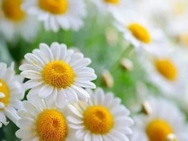 Презентация по обществознанию на тему Человек в группе (6класс)