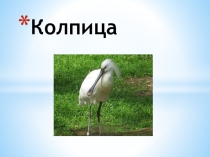 Презентация по географии на тему  Колпица