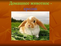 Презентация по окружающему миру на тему Домашнее животное - кролик
