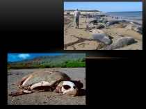 Презентация по теме Вымирание животных