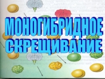 Презентация кпо биологии на тему :Моногибридное скрещивание 9 класс