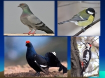 Презентация по окружающему миру 1 класс Жизнь птиц.