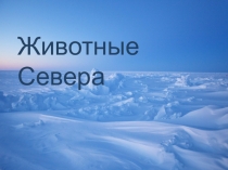 Животные севера для детей 5-6 лет