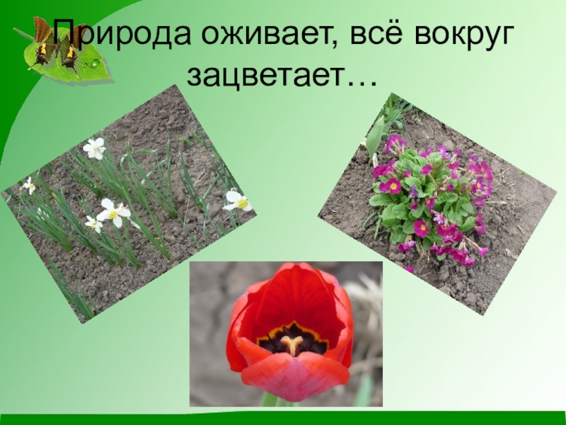 Презентация по окружающему миру (1 класс) Природа оживает, всё вокруг зацветает… Природа оживает, всё вокруг зацветает…
