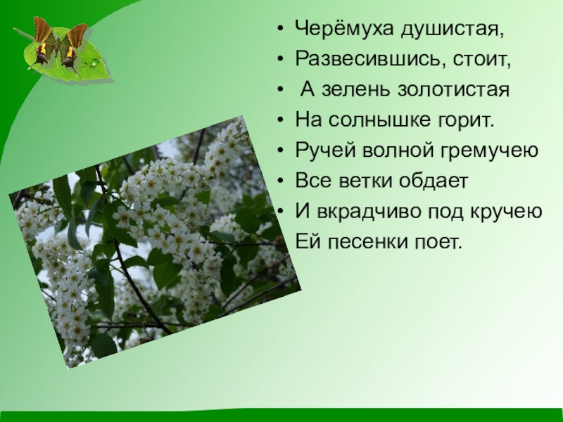 Презентация по окружающему миру (1 класс) Черёмуха душистая, Развесившись, стоит, А зелень золотистая На солнышке горит. Ручей Черёмуха душистая, Развесившись, стоит, А зелень золотистая На солнышке горит. Ручей волной гремучею Все ветки обдает И