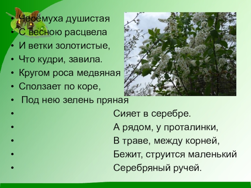 Презентация по окружающему миру (1 класс) Черёмуха душистая С весною расцвела И ветки золотистые, Что кудри, завила. Черёмуха душистая С весною расцвела И ветки золотистые, Что кудри, завила. Кругом роса медвяная Сползает по коре,