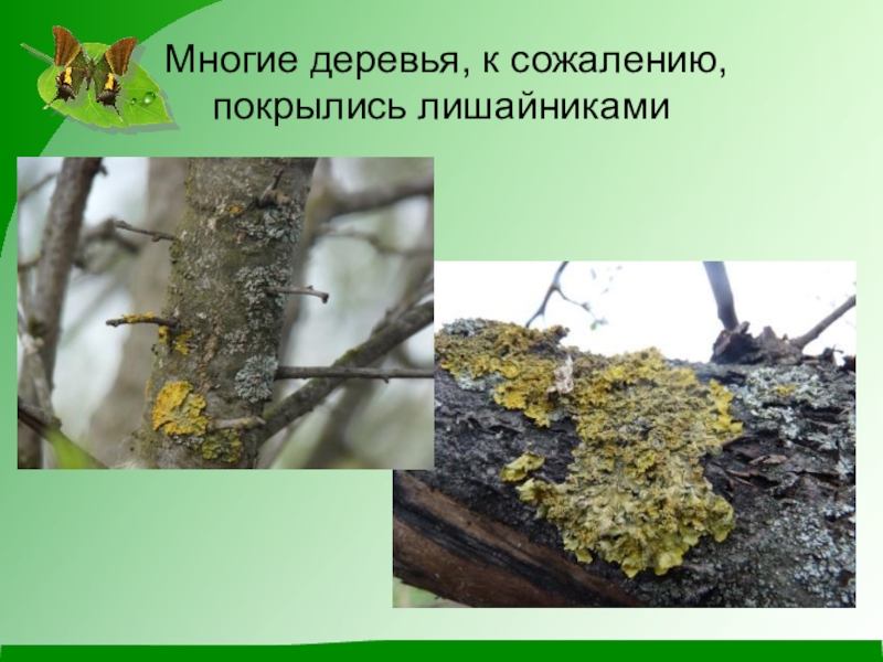 Презентация по окружающему миру (1 класс) Многие деревья, к сожалению, покрылись лишайниками Многие деревья, к сожалению, покрылись лишайниками
