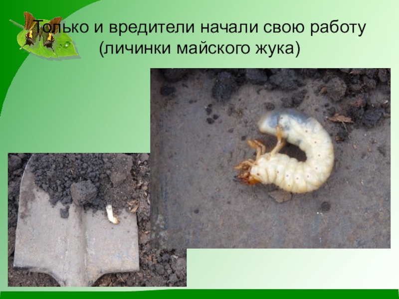 Презентация по окружающему миру (1 класс) Только и вредители начали свою работу (личинки майского жука) Только и вредители начали свою работу (личинки майского жука)