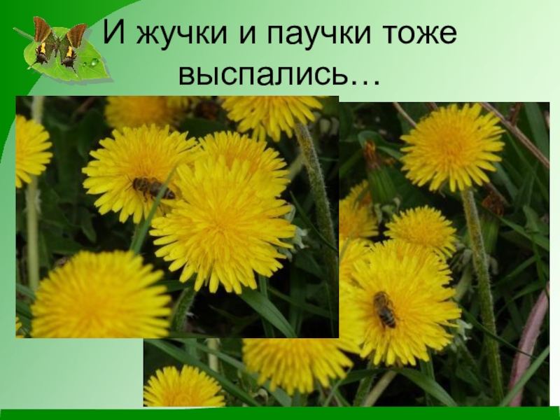 Презентация по окружающему миру (1 класс) И жучки и паучки тоже выспались… И жучки и паучки тоже выспались…