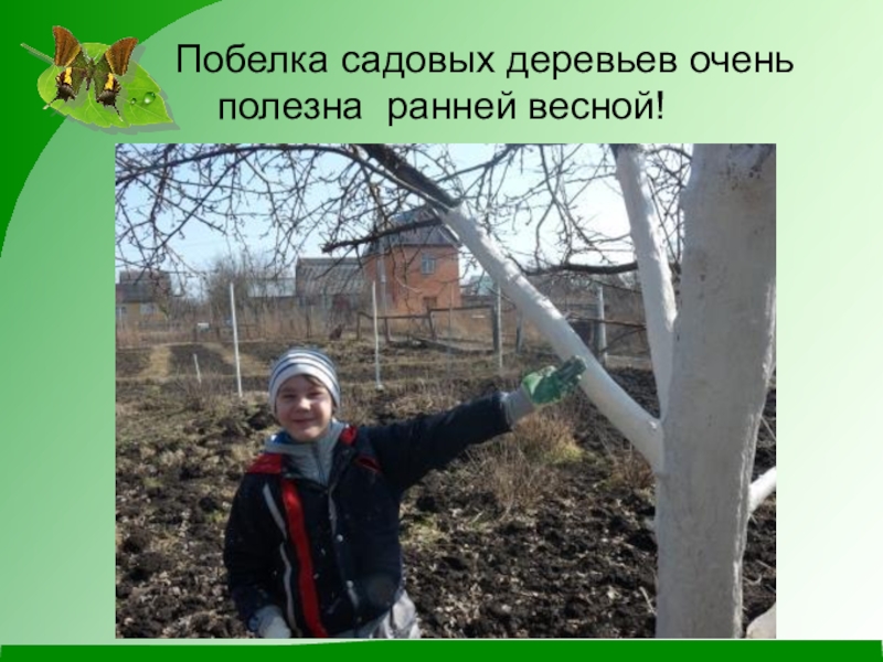 Презентация по окружающему миру (1 класс) Побелка садовых деревьев очень полезна ранней весной! Побелка садовых деревьев очень полезна ранней весной!