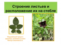Презентация Листья и их виды