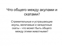 Презентация по биологии на тему Что общего между акулами и скатами?