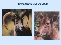 Красная книга. Бухарский уриал. Из серии РАСШИРЯЕМ КРУГОЗОР.