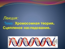 Презентация к занятию по биологии Хромосомная теория.Сцепленное наследование