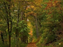 Презентация по окружающему миру на тему Грибы (2 класс)