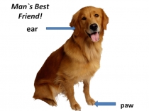 Домашние животные 5* класс Spotlight