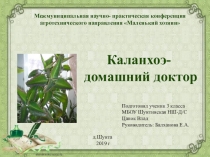 Презентация к исследовательской работе Каланхоэ- домашний доктор