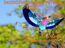 Презентация по биологии на тему Экологические группы птиц (7 класс)
