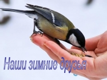 Презентация Наши зимние друзья