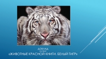 Презентация : Животные Красной Книги.Белый тигр