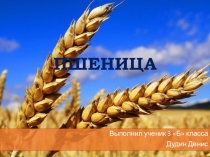 Презентация по окружающему миру По теме Растения поля