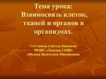 Урок, Презентация Взаимосвязь клеток , тканей и органов в организмах