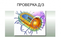 Презентация по биологии на тему Особенности строения и жизнедеятельности бактерий. (7 класс)