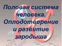 Презентация по биологии на тему Половая система. Оплодотворение и развитие зародыша. 8 класс