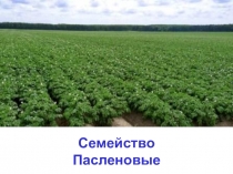 Презентация по теме Семейство Пасленовые