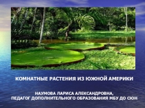 Презентация Комнатные растения из Южной Америки