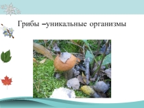 Презентация Грибы 1 класс