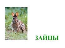 Презентация по экологии на тему Заяц (1 класс)