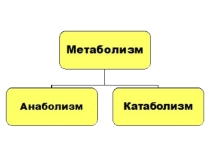 Обмен веществ и энергии