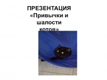 Привычки и шалости кошек.