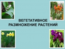 Презентация по теме: Вегетативное размножение для СПО