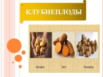 Презентация по практике 1 курс Клубнеплоды