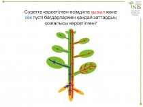 Ксилема және флоэма элементтерінің құрылысын салыстыру