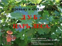 Рассказы о деревьях и кустарниках. Дуб - царь леса.