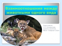 Презентация по экологии на тему: Взаимоотношения между животными одного вида (7 класс)
