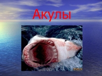 Акулы