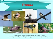 Птицы