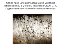 ОП.03 Основы микробиологии  Отбор проб для исследования на микозы и микотоксикозы