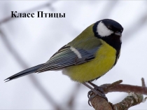 Презентация по биологии на тему Класс Птицы (7 класс)
