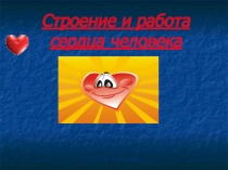 Строение и работа сердца человека.