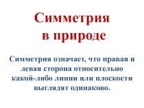 Презентация к уроку Симметрия в природе